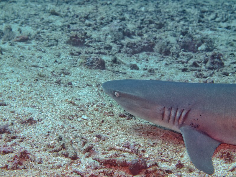 Shark, Manta Point